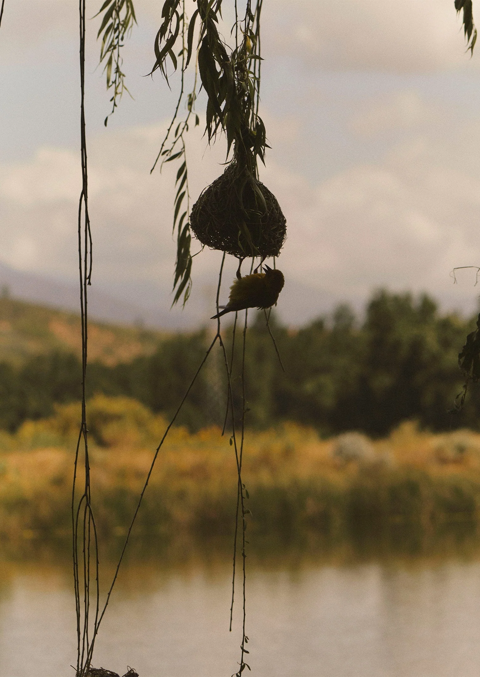 Veta Vera Grass Bird Nester | Natural - Image 5